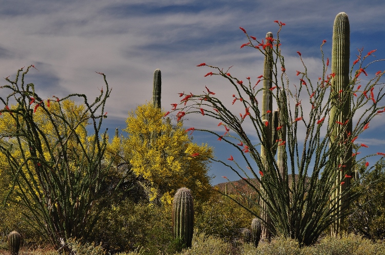 desert flowers
